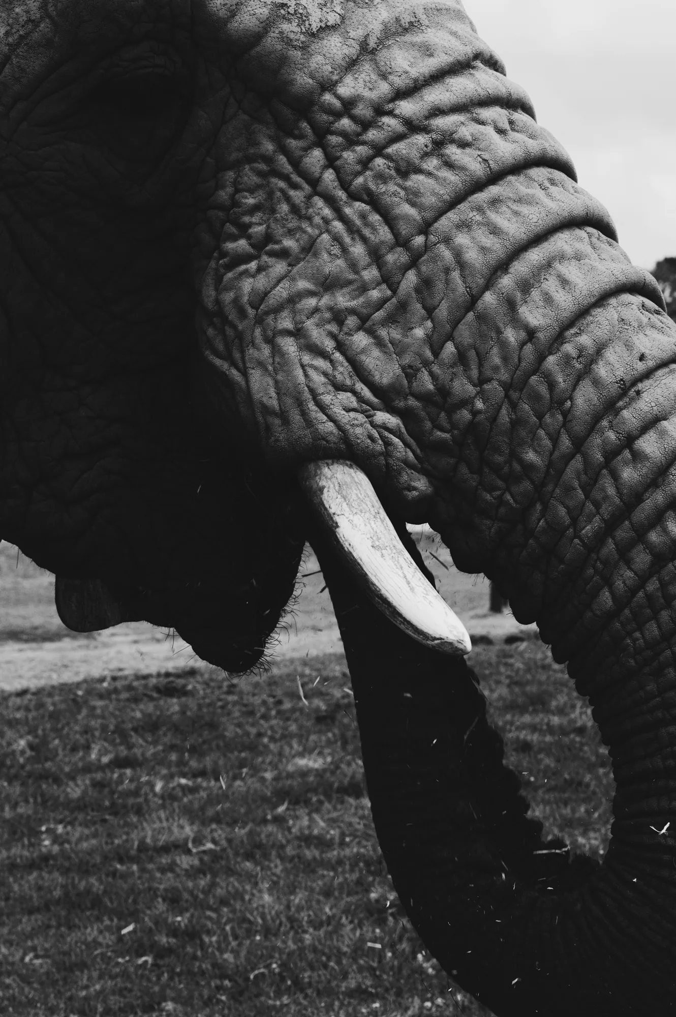 2018-12-24 - Knysna Elephant Park, Knysna - Elephant trunk
